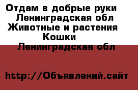 Отдам в добрые руки  - Ленинградская обл. Животные и растения » Кошки   . Ленинградская обл.